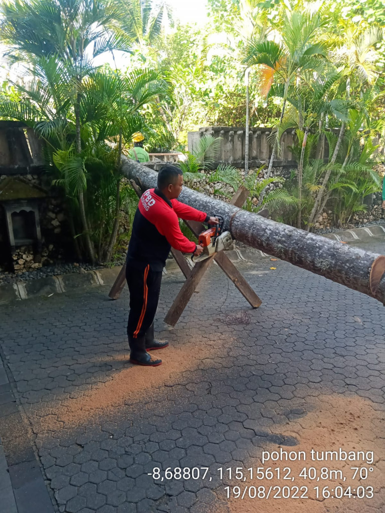 Pohon Tumbang di Hotel Oberoi, Jalan Kayu Aya, Banjar Basangkasa, Kelurahan Seminyak, Kecamatan Kuta Tanggal 19 Agustus 2022